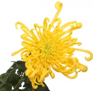 Хризантема одноголовая Кобра желтая (Cobra yellow)