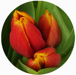 Тюльпан Кис Нелис (Kees Nelis)