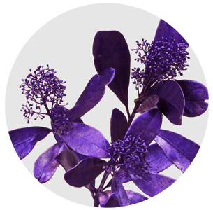 Скиммия крашеная фиолетовый металлик (Metal Purple)