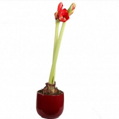 Амариллис (Amaryllis)