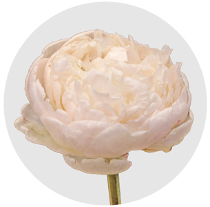 Пион Боул оф Крим (Bowl of Cream)