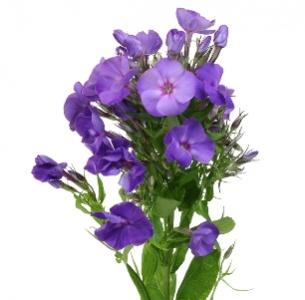 Флокс фиолетовый