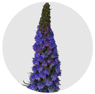 Эхиум (Echium)