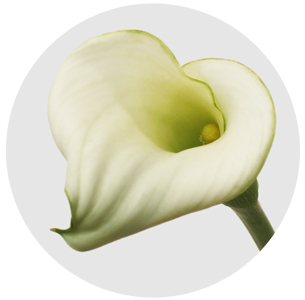 Калла мини белая 