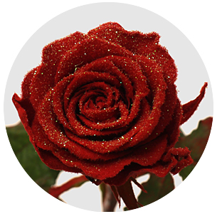 Роза "морозная" красная (Roses Frost)