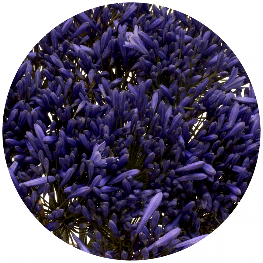 Агапантус Блю хевен (Blue Heaven)