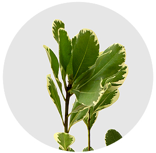 Питтоспорум Гроф бонт (Grof Bont)