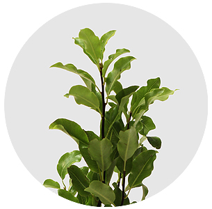 Питтоспорум Мини зелёный (Mini Green)