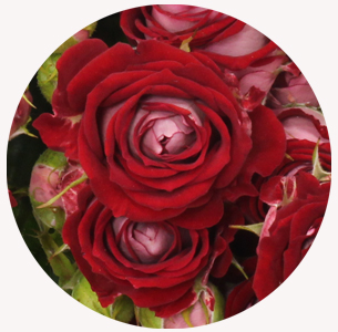 Роза кустовая Би Баблз (B-Bubbles)