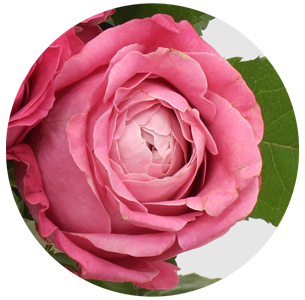 Роза Ол Фо Лав (All For Love)