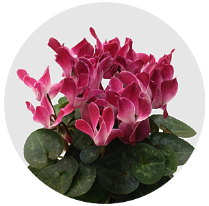 Цикламен (Cyclamen)