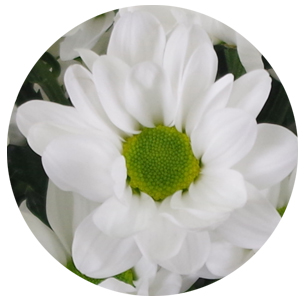 Хризантема кустовая Баккарди белая (Bacardi white)