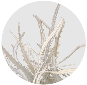 Гревиллея крашеная белая (Grevillea paint white)