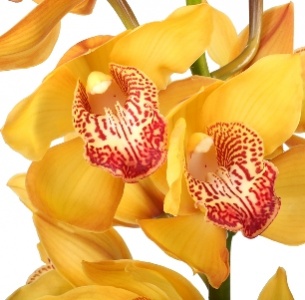 Орхидея Цимбидиум желтая
