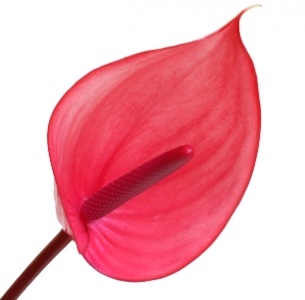 Антуриум Ксавия (Xavia)