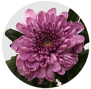 Хризантема одноголовая Ксения (Ksenia)