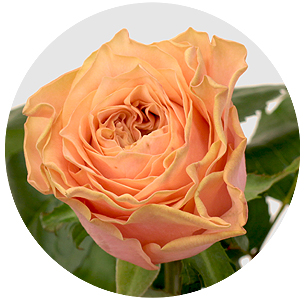 Роза Кантри спирит ромэнс (Country Spirit Romance)