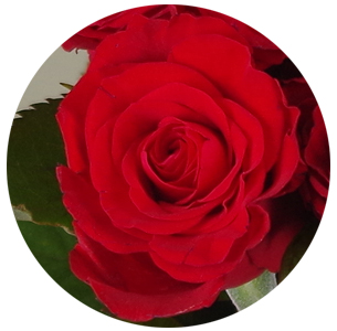 Роза Мирна (Myrna)