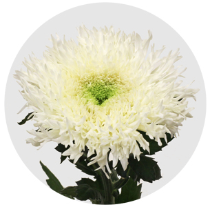 Хризантема одноголовая Этруско белая (Etrusko White)