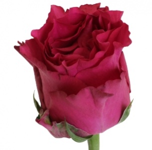 Роза Родос Пинк (Rhodos Pink)