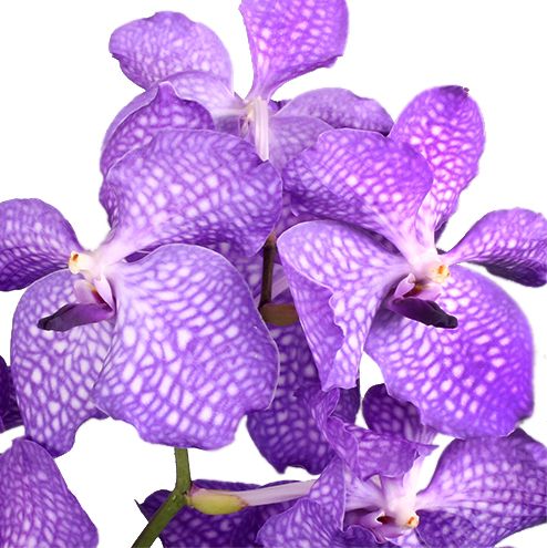 Орхидея Ванда