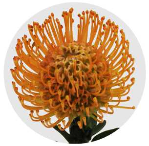 Протея Нутан Айоба оранж (Ayoba Orange)