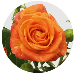 Роза кустовая Фиеста Бабблс (Fiesta Bubbles)