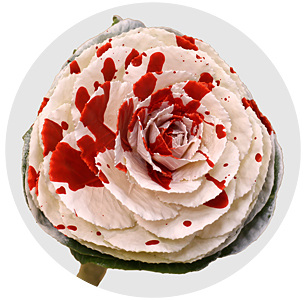 Брассика крашеная Сплэш бело-красная (Splash White-Red)