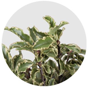 Питтоспорум Файн (Pittosporum Fijn)