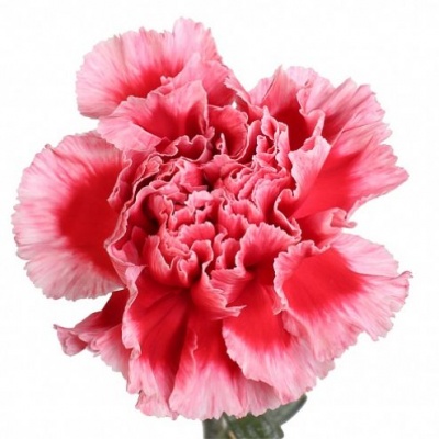 Гвоздика стандарт Лопазо (Lopazo)