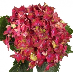 Гортензия красно-зеленая