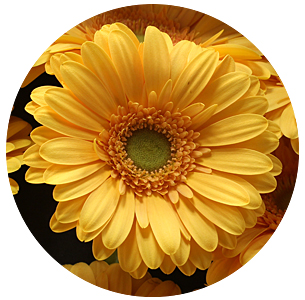 Гербера Манго (Mango)