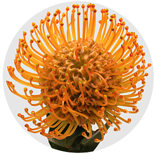 Протея Нутан Солей (Soleil)