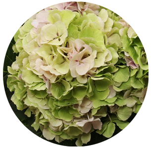 Гортензия зелено-розовая