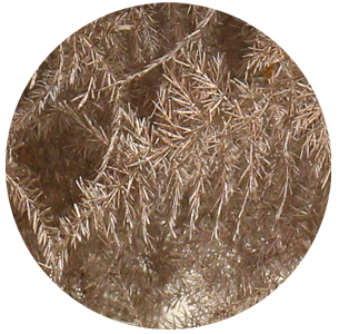 Аспарагус перистый крашеный шампань (Asparagus plumosus painted champagne)