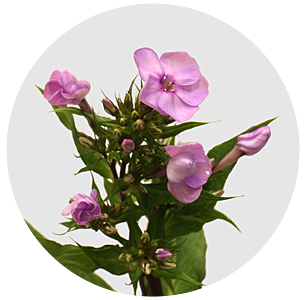 Флокс Брайт Мисси (Bright Missy)