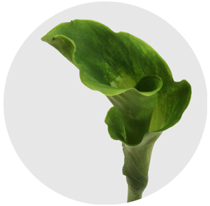 Калла Грин годдес (Green Goddess)