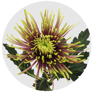 Хризантема одноголовая Тула (Tula)