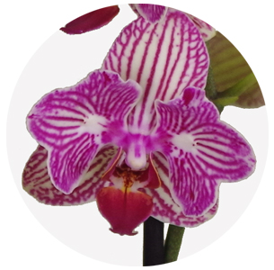 Орхидея Фаленопсис (Phalaenopsis) микс 1