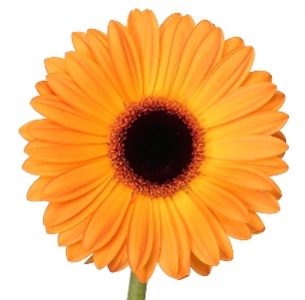 Гербера Голден Сирена (Golden Serena)