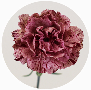 Гвоздика стандарт микс 8