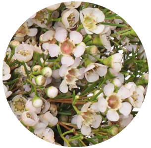 Ваксфлауэр Юпитер мун (Jupiter Moon)