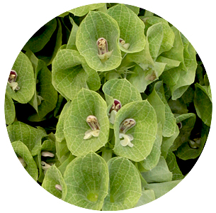 Молюцелла (Moluccella)