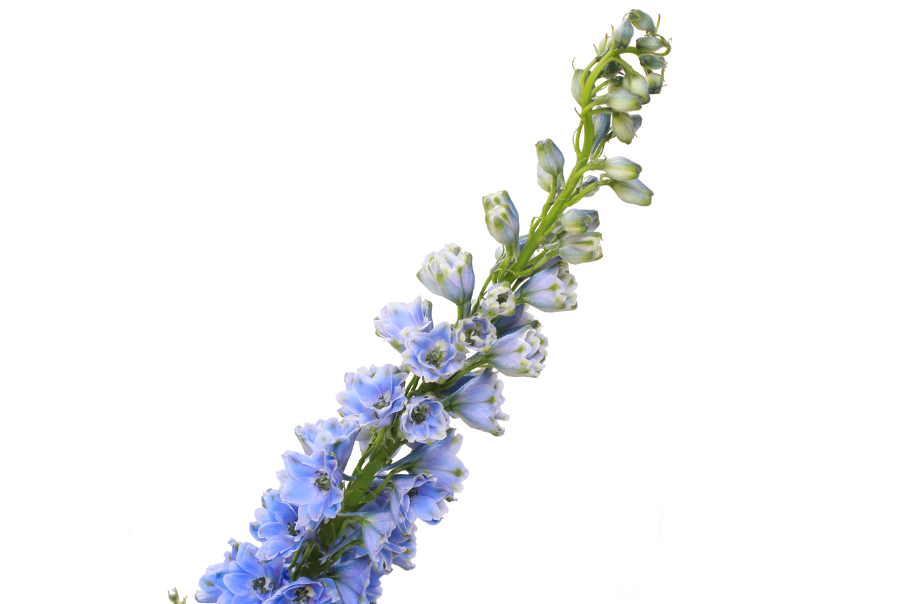 Дельфиниум гибрид голубой