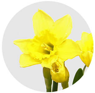 Нарцисс Дик Вилден (Dick Wilden)