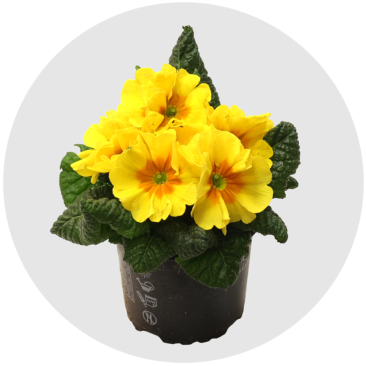 Примула Аукалис