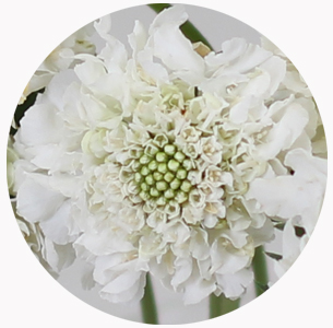Скабиоза ванилла скуп (Scabiosa Vanilla Scoop)