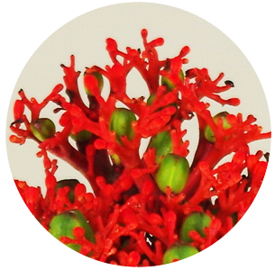 Ятрофа Фаер крэкер (Jatropha Fire Cracker)