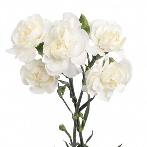 Гвоздика кустовая