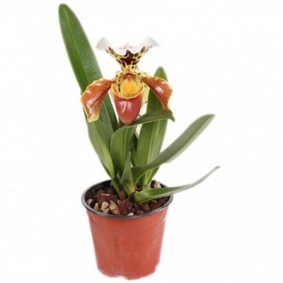 Орхидея Пафиопедилум (Paphiopedilum) Орхидея Пафиопедилум (Paphiopedilum)